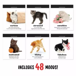 Lucinda's Daily Cattitudes