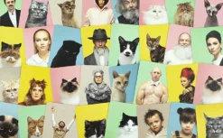 Lucinda's New Do You Look Like Your Cat? Matching Game